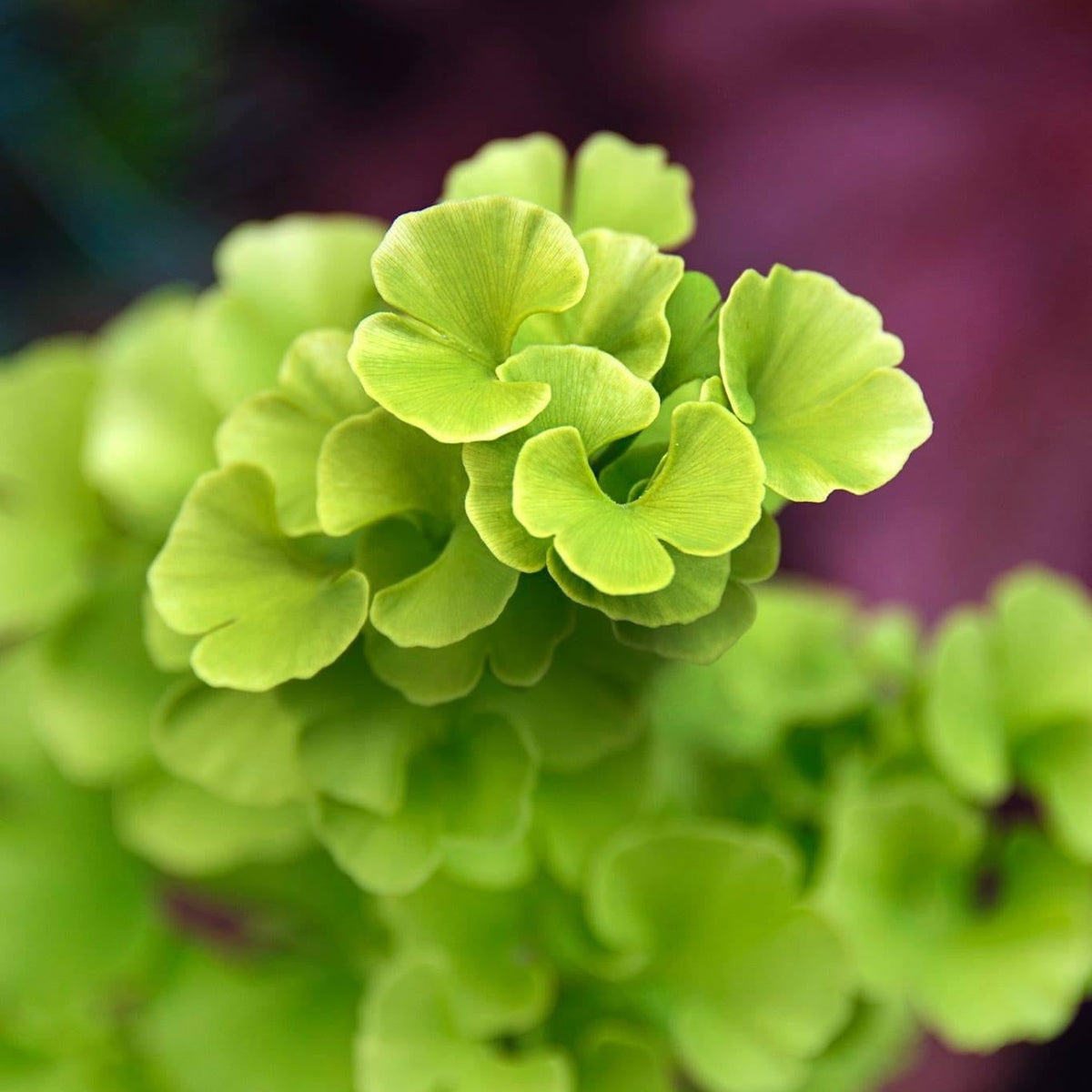 Buy Ginkgo biloba ‘Slovakian Princess' Dwarf Ginkgo Tree — Mr Maple ...