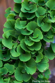 - Ginkgo biloba 'Slovakian Princess' Dwarf Ginkgo Tree - Mr Maple │ Buy Japanese Maple Trees