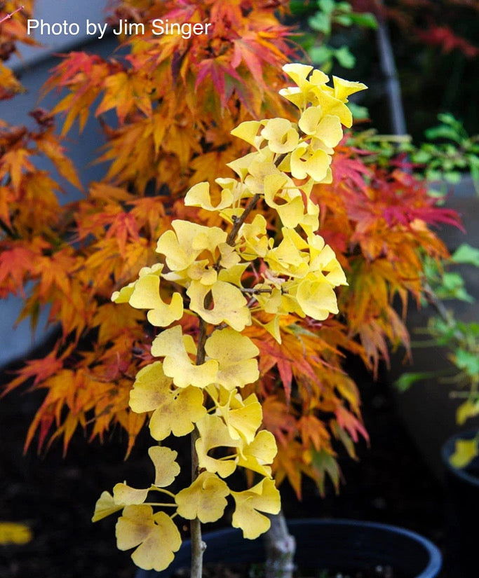 - Ginkgo biloba 'Slovakian Princess' Dwarf Ginkgo Tree - Mr Maple │ Buy Japanese Maple Trees