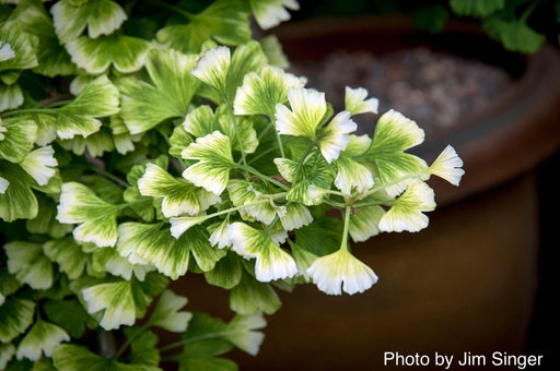 - Ginkgo biloba 'Snow Cloud' Variegated Male Ginkgo Tree - Mr Maple │ Buy Japanese Maple Trees