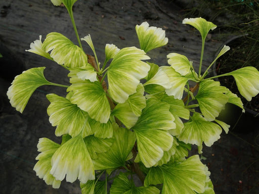 - Ginkgo biloba 'Snow Cloud' Variegated Male Ginkgo Tree - Mr Maple │ Buy Japanese Maple Trees