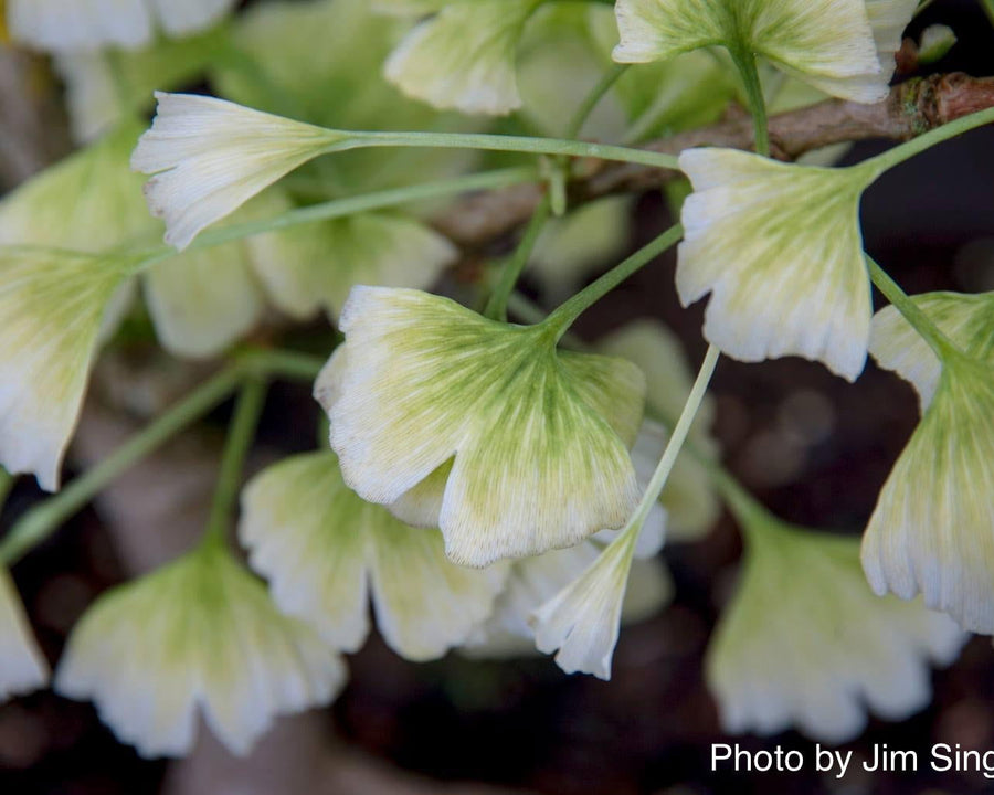 - Ginkgo biloba 'Snow Cloud' Variegated Male Ginkgo Tree - Mr Maple │ Buy Japanese Maple Trees