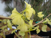 - Ginkgo biloba 'Snow Cloud' Variegated Male Ginkgo Tree - Mr Maple │ Buy Japanese Maple Trees