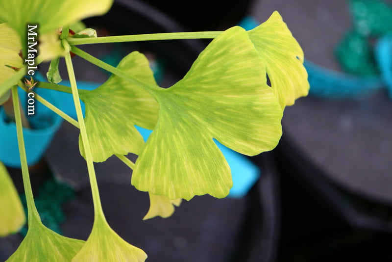 - Ginkgo biloba 'Snow Cloud' Variegated Male Ginkgo Tree - Mr Maple │ Buy Japanese Maple Trees