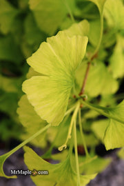 - Ginkgo biloba 'Snow Cloud' Variegated Male Ginkgo Tree - Mr Maple │ Buy Japanese Maple Trees