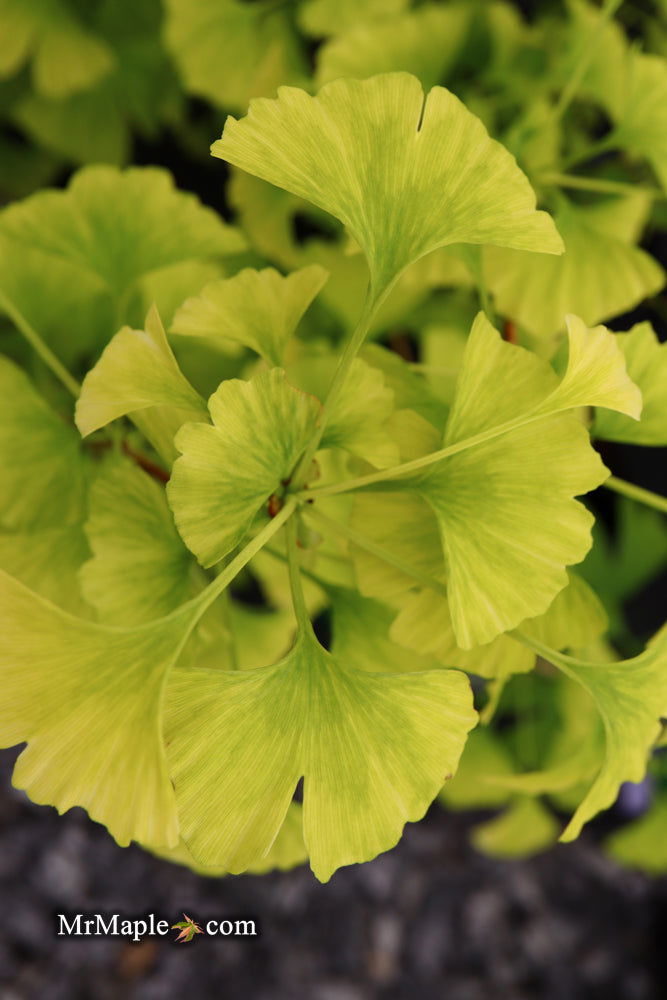 - Ginkgo biloba 'Snow Cloud' Variegated Male Ginkgo Tree - Mr Maple │ Buy Japanese Maple Trees