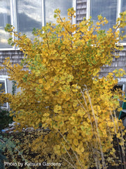 - Ginkgo biloba 'Spring Grove' Dwarf Ginkgo Tree - Mr Maple │ Buy Japanese Maple Trees