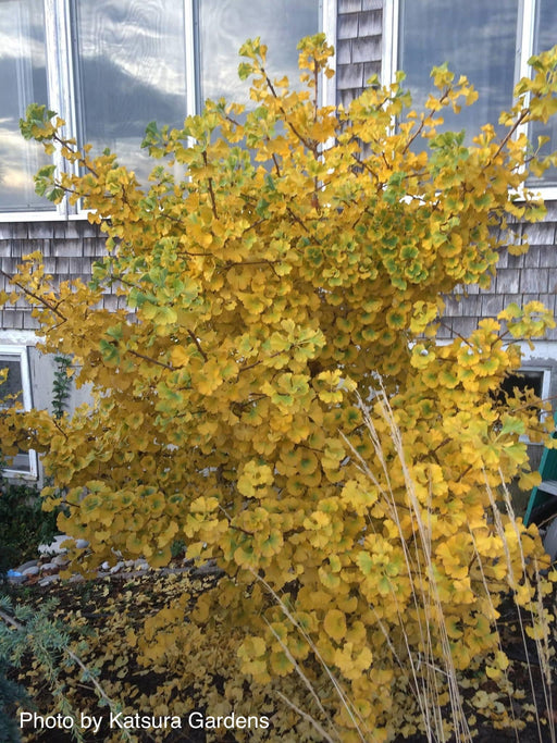 - Ginkgo biloba 'Spring Grove' Dwarf Ginkgo Tree - Mr Maple │ Buy Japanese Maple Trees