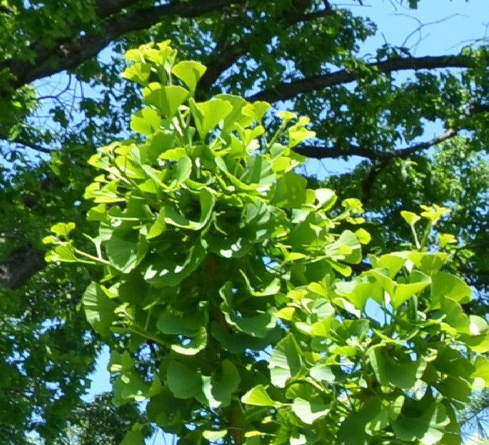 - Ginkgo biloba 'Spring Grove' Dwarf Ginkgo Tree - Mr Maple │ Buy Japanese Maple Trees