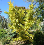 - Ginkgo biloba 'Spring Grove' Dwarf Ginkgo Tree - Mr Maple │ Buy Japanese Maple Trees