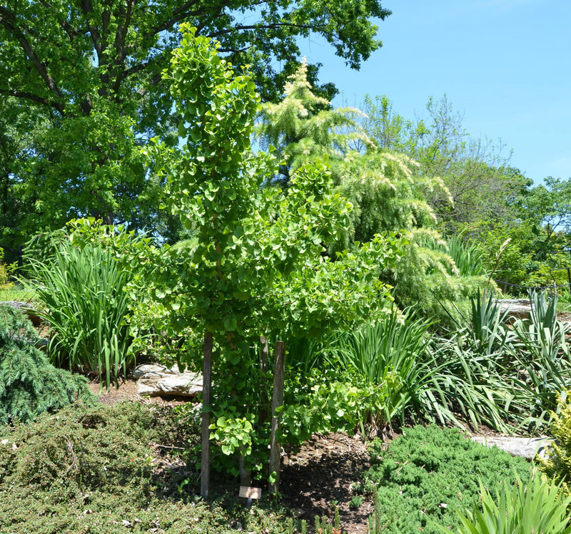 - Ginkgo biloba 'Spring Grove' Dwarf Ginkgo Tree - Mr Maple │ Buy Japanese Maple Trees