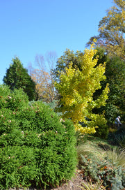 - Ginkgo biloba 'Spring Grove' Dwarf Ginkgo Tree - Mr Maple │ Buy Japanese Maple Trees