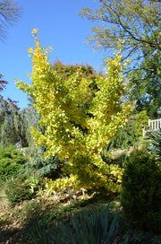 - Ginkgo biloba 'Spring Grove' Dwarf Ginkgo Tree - Mr Maple │ Buy Japanese Maple Trees