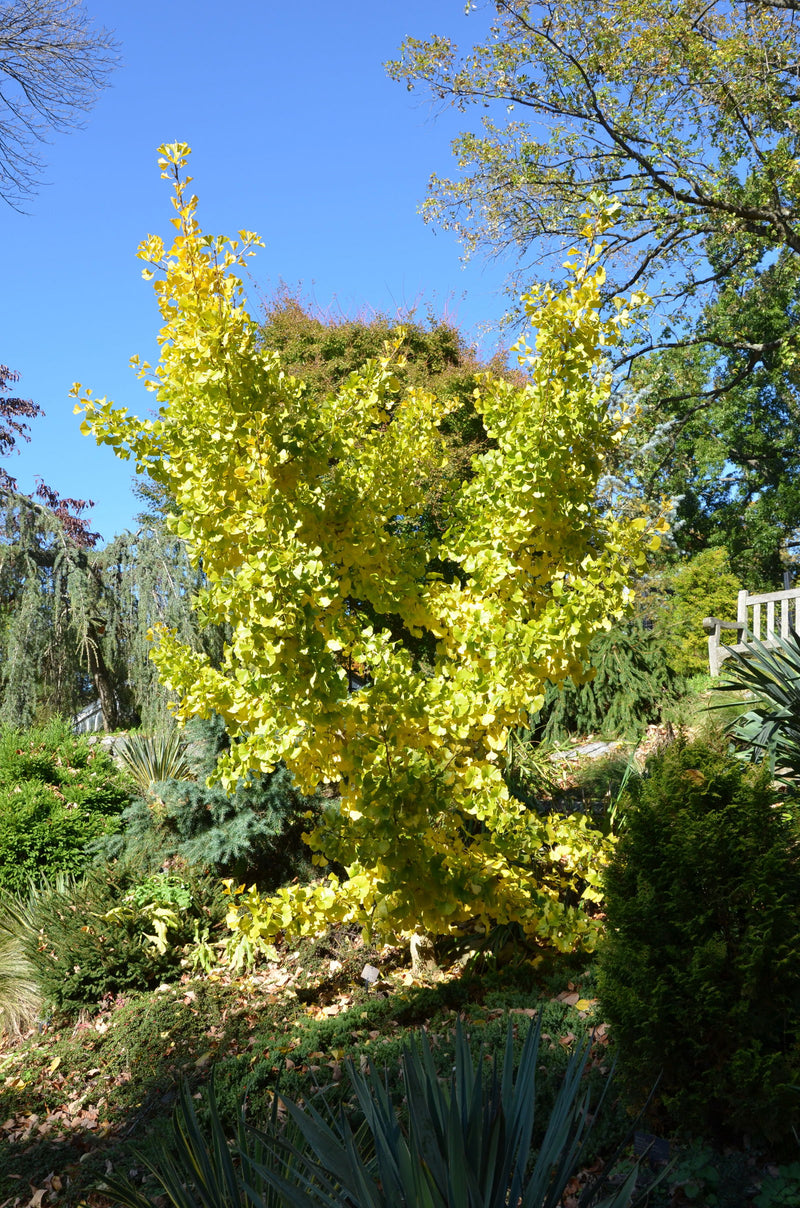 - Ginkgo biloba 'Spring Grove' Dwarf Ginkgo Tree - Mr Maple │ Buy Japanese Maple Trees