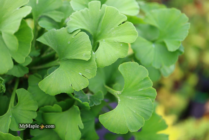 - Ginkgo biloba 'Spring Grove' Dwarf Ginkgo Tree - Mr Maple │ Buy Japanese Maple Trees