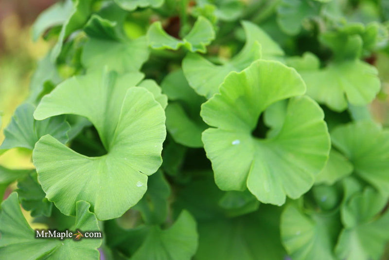- Ginkgo biloba 'Spring Grove' Dwarf Ginkgo Tree - Mr Maple │ Buy Japanese Maple Trees