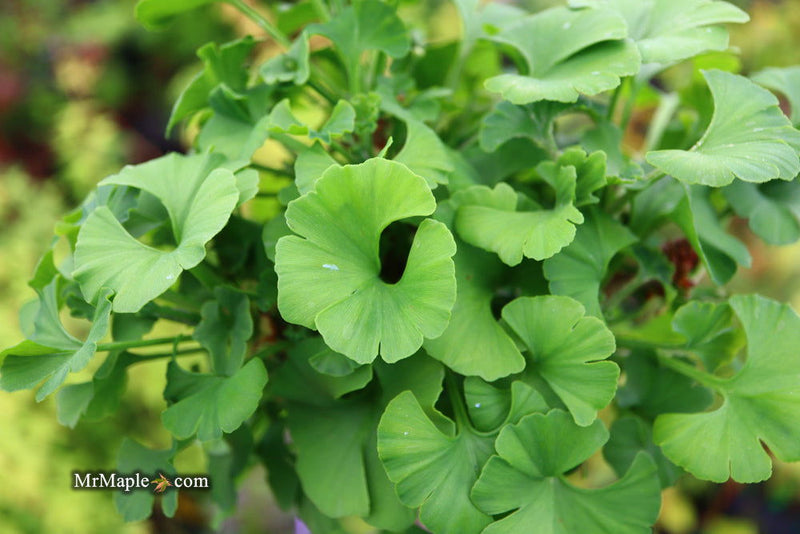 - Ginkgo biloba 'Spring Grove' Dwarf Ginkgo Tree - Mr Maple │ Buy Japanese Maple Trees