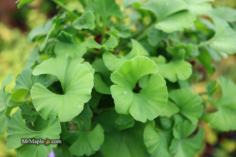 - Ginkgo biloba 'Spring Grove' Dwarf Ginkgo Tree - Mr Maple │ Buy Japanese Maple Trees