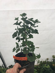 - Ginkgo biloba 'Spring Grove Sport' Dwarf Ginkgo Tree - Mr Maple │ Buy Japanese Maple Trees