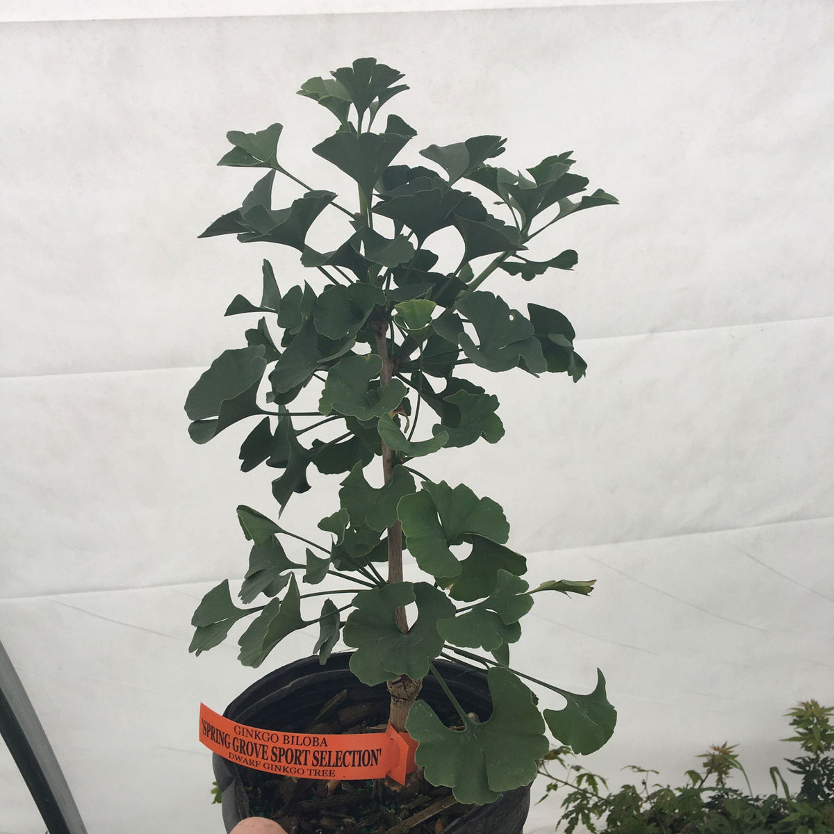 Buy Ginkgo biloba 'Spring Grove Sport' Dwarf Ginkgo Tree — Mr Maple ...