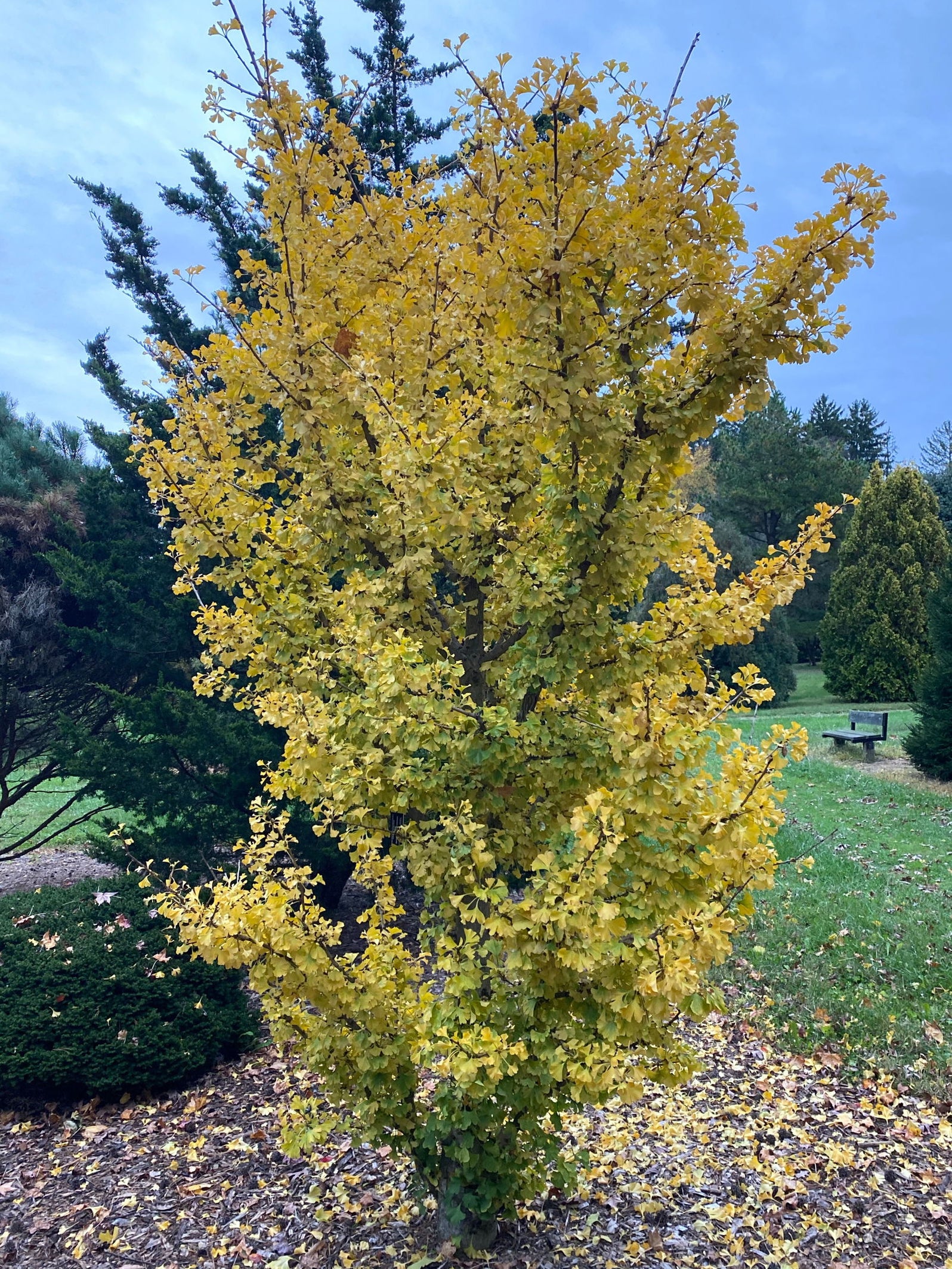 Buy Ginkgo biloba 'Spring Grove Sport' Dwarf Ginkgo Tree — Mr Maple ...
