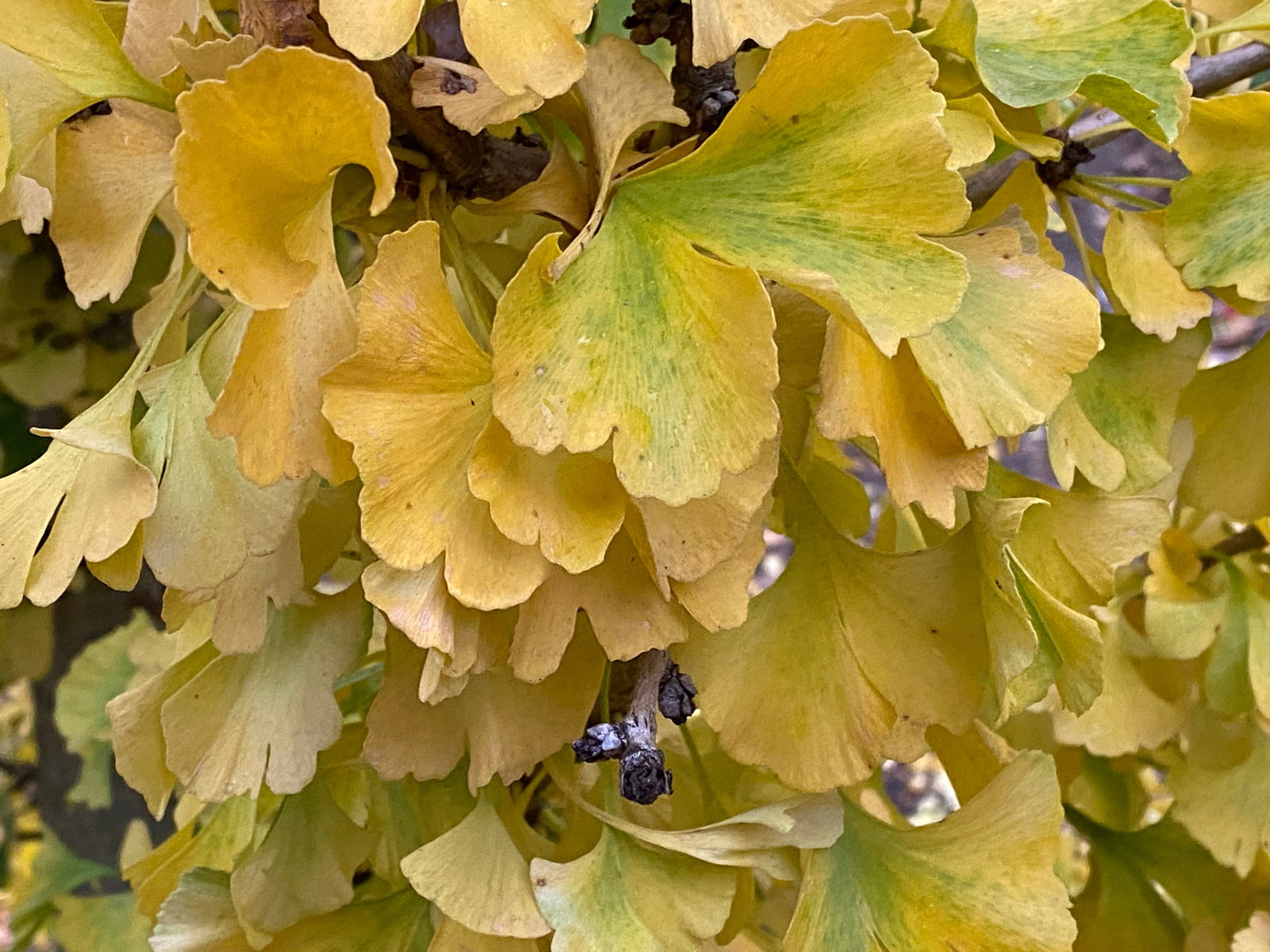 Buy Ginkgo biloba 'Spring Grove Sport' Dwarf Ginkgo Tree — Mr Maple ...