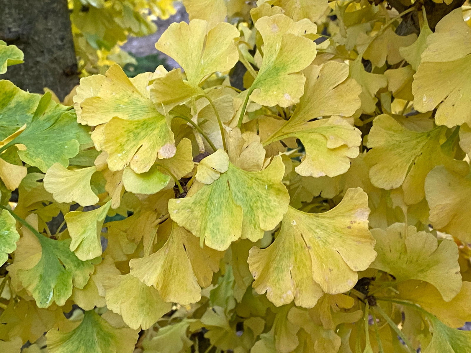 Buy Ginkgo biloba 'Spring Grove Sport' Dwarf Ginkgo Tree — Mr Maple ...