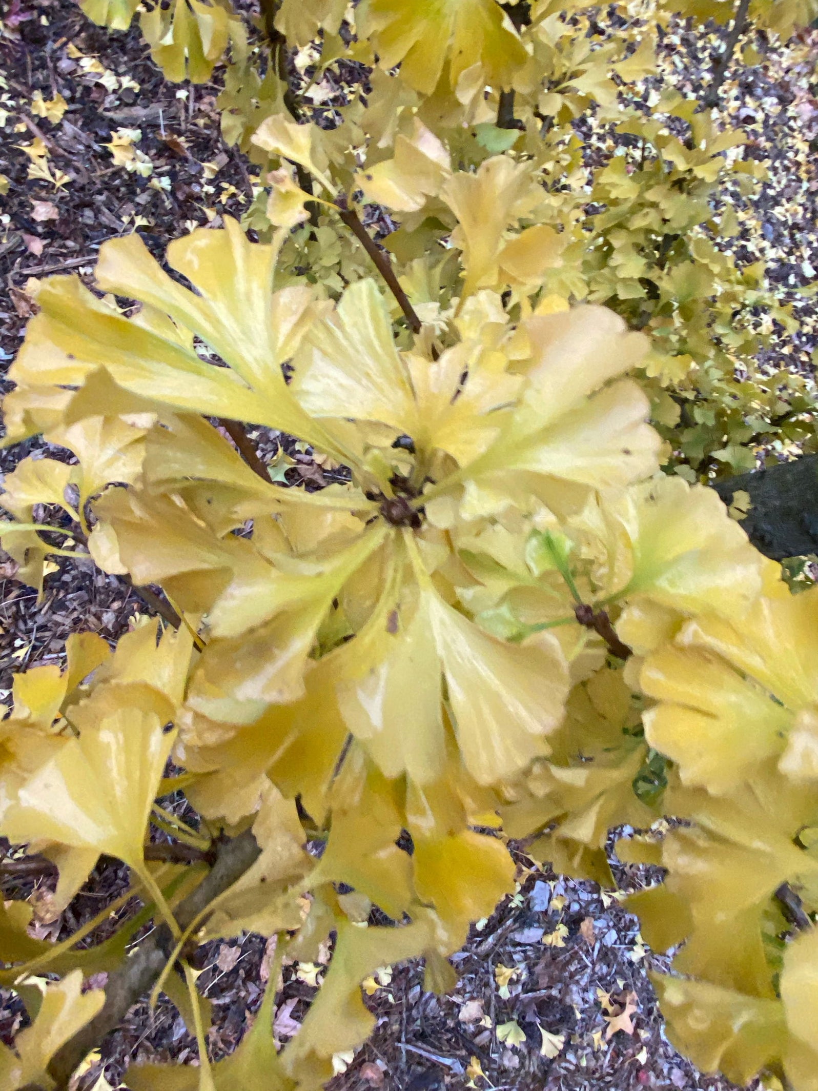 Gingko Tree Spring Buy Ginkgo biloba 'Spring Grove Sport' Dwarf Ginkgo Tree — Mr Maple ...