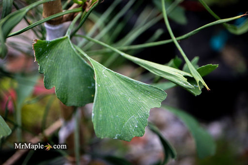 - Ginkgo biloba 'Stupka Broom' Dwarf Ginkgo Tree - Mr Maple │ Buy Japanese Maple Trees