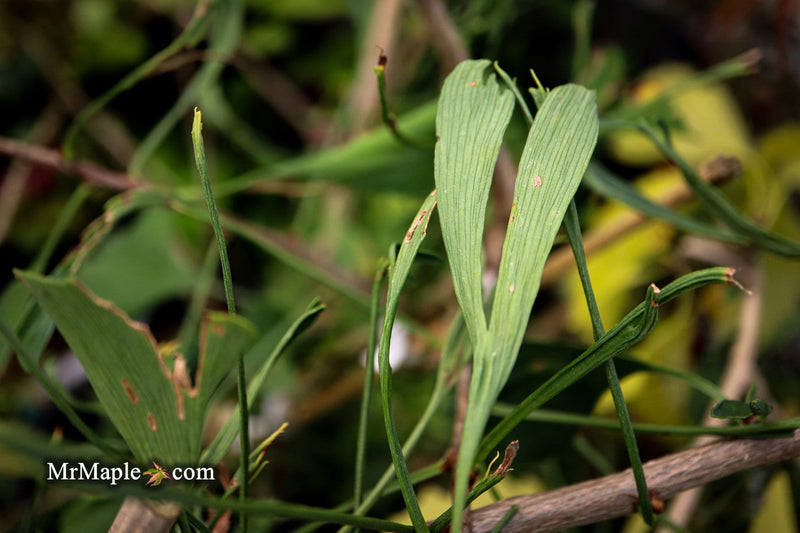 - Ginkgo biloba 'Stupka Broom' Dwarf Ginkgo Tree - Mr Maple │ Buy Japanese Maple Trees
