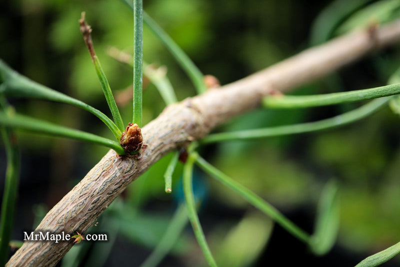 - Ginkgo biloba 'Stupka Broom' Dwarf Ginkgo Tree - Mr Maple │ Buy Japanese Maple Trees