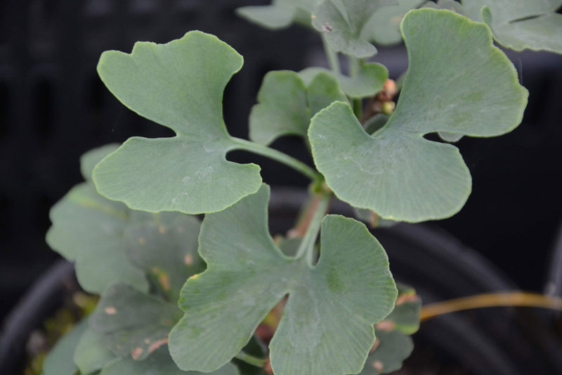 - Ginkgo biloba 'Stupka Broom' Dwarf Ginkgo Tree - Mr Maple │ Buy Japanese Maple Trees