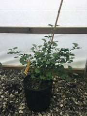 - Ginkgo biloba 'Stupka Broom' Dwarf Ginkgo Tree - Mr Maple │ Buy Japanese Maple Trees