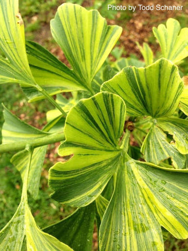 - Ginkgo biloba 'Sunstream’ Variegated Male Ginkgo Tree - Mr Maple │ Buy Japanese Maple Trees
