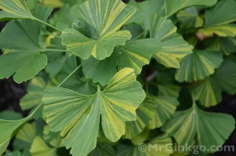 - Ginkgo biloba 'Sunstream’ Variegated Male Ginkgo Tree - Mr Maple │ Buy Japanese Maple Trees