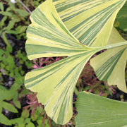 - Ginkgo biloba 'Sunstream’ Variegated Male Ginkgo Tree - Mr Maple │ Buy Japanese Maple Trees