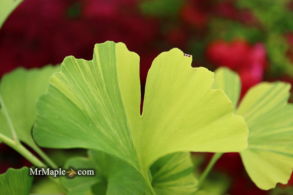 '- Ginkgo biloba 'Sunstream’ Variegated Male Ginkgo Tree - Mr Maple │ Buy Japanese Maple Trees