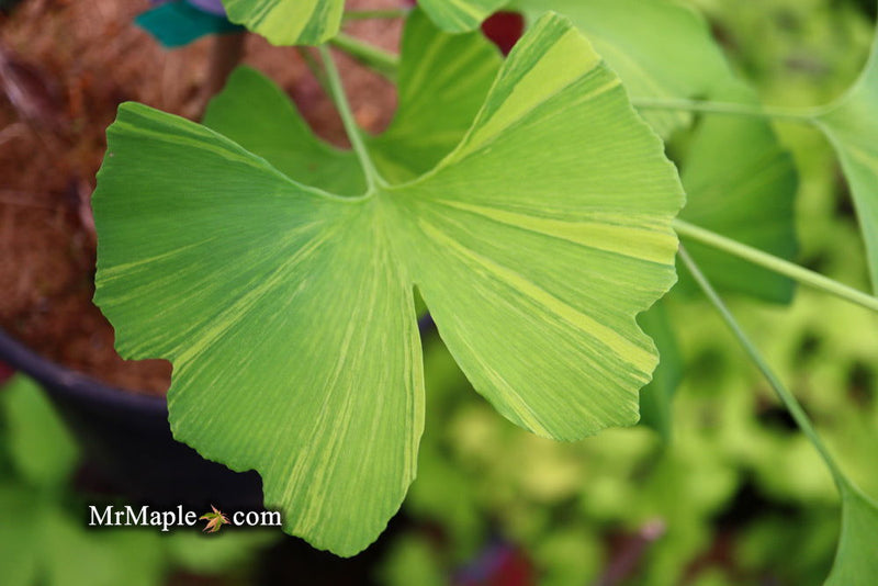 - Ginkgo biloba 'Sunstream’ Variegated Male Ginkgo Tree - Mr Maple │ Buy Japanese Maple Trees