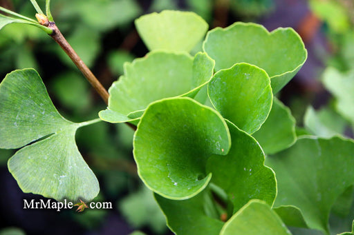 '- Ginkgo biloba 'The President' Ginkgo Tree - Mr Maple │ Buy Japanese Maple Trees