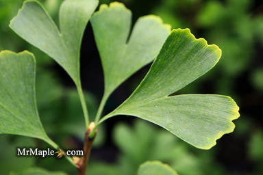 - Ginkgo biloba 'The President' Ginkgo Tree - Mr Maple │ Buy Japanese Maple Trees