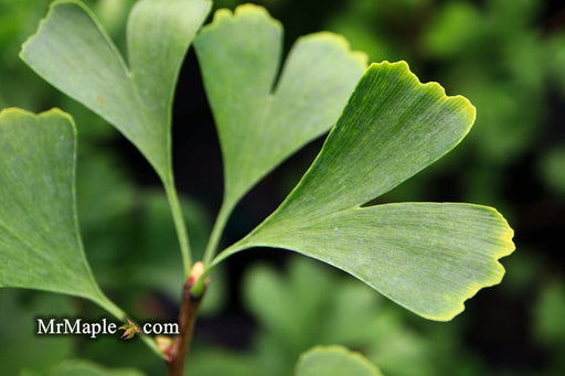 '- Ginkgo biloba 'The President' Ginkgo Tree - Mr Maple │ Buy Japanese Maple Trees