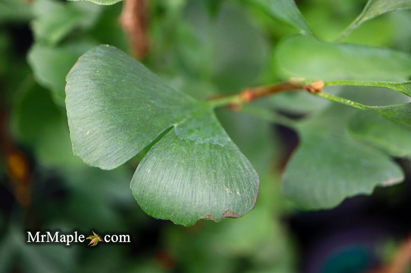 - Ginkgo biloba 'The President' Ginkgo Tree - Mr Maple │ Buy Japanese Maple Trees