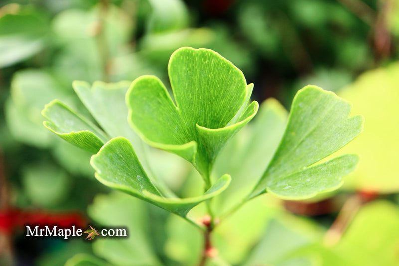 - Ginkgo biloba 'The President' Ginkgo Tree - Mr Maple │ Buy Japanese Maple Trees