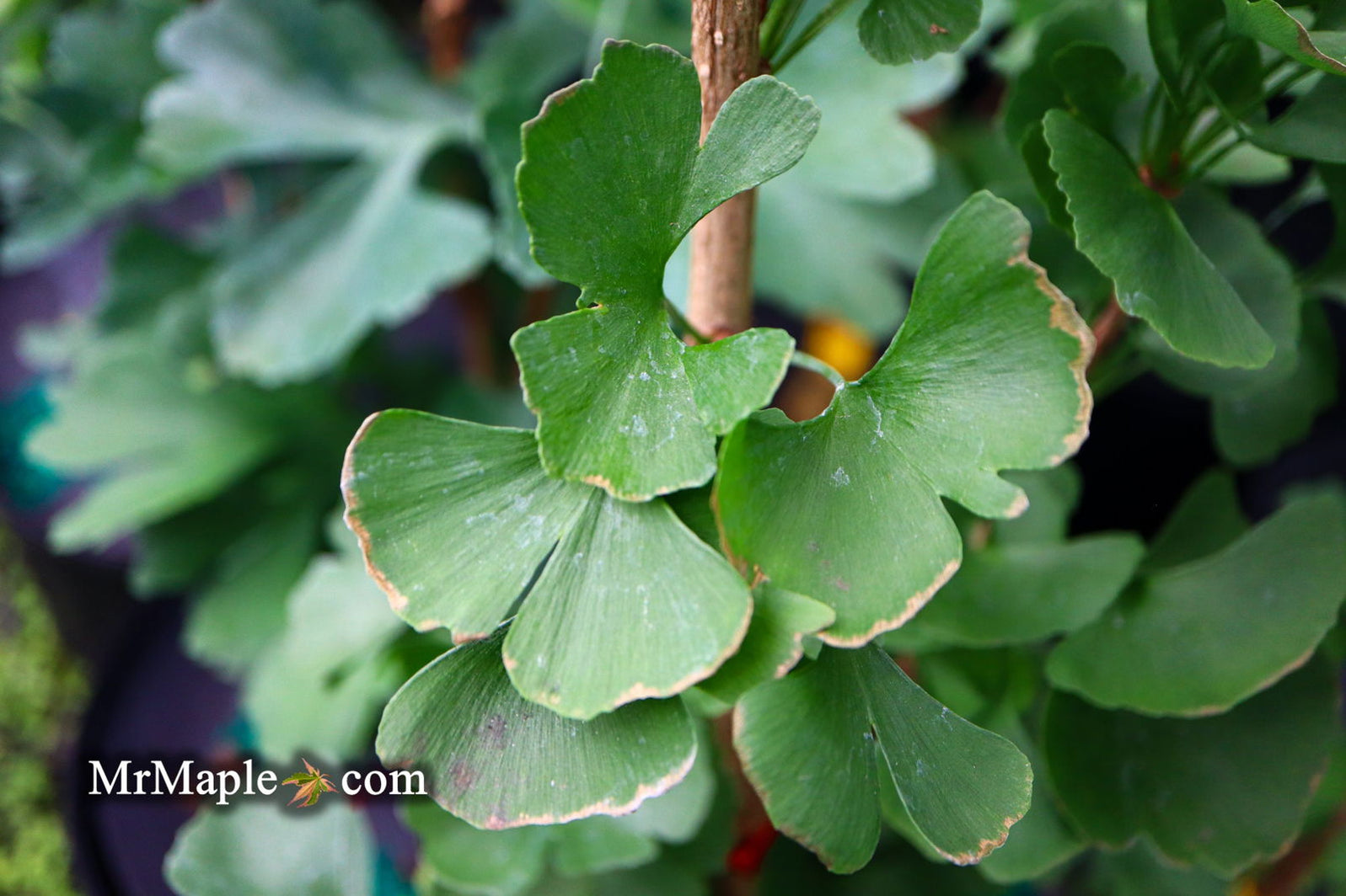 Rod Ginkgo Buy Ginkgo biloba 'The President' Male Ginkgo Tree — Mr Maple │ Buy ...