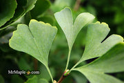 - Ginkgo biloba 'The President' Ginkgo Tree - Mr Maple │ Buy Japanese Maple Trees