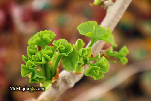 - Ginkgo biloba 'Thelma' Male Ginkgo Tree - Mr Maple │ Buy Japanese Maple Trees