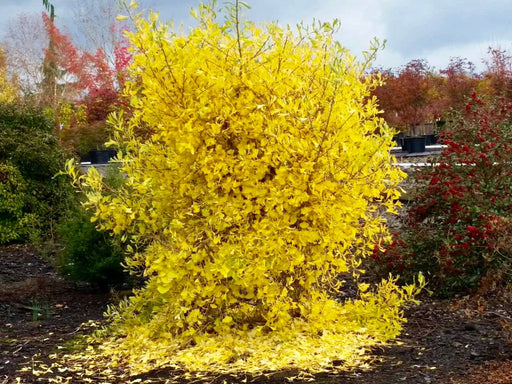 - Ginkgo biloba 'Thelma' Male Ginkgo Tree - Mr Maple │ Buy Japanese Maple Trees