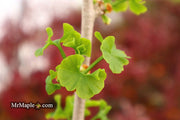 - Ginkgo biloba 'Thelma' Male Ginkgo Tree - Mr Maple │ Buy Japanese Maple Trees