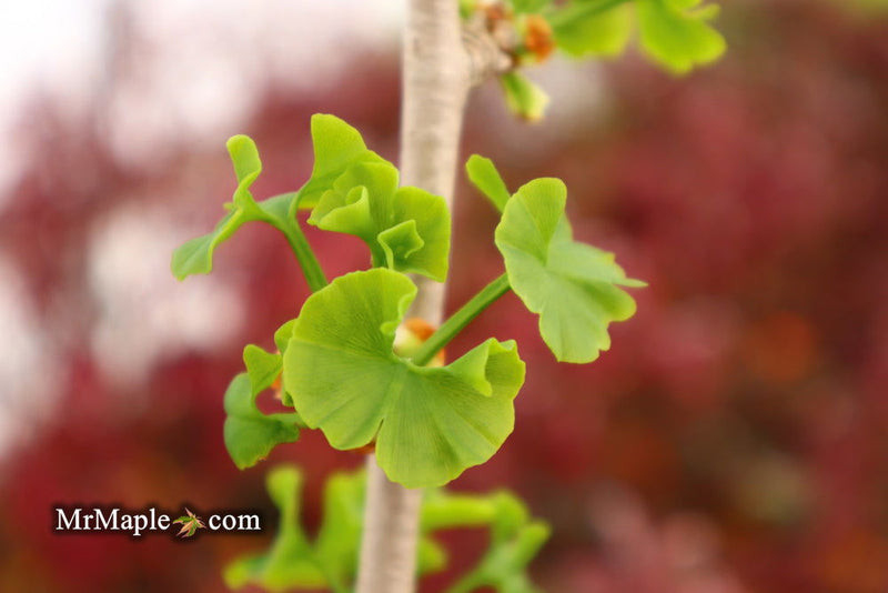 - Ginkgo biloba 'Thelma' Male Ginkgo Tree - Mr Maple │ Buy Japanese Maple Trees