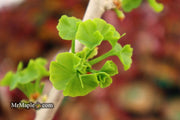 - Ginkgo biloba 'Thelma' Male Ginkgo Tree - Mr Maple │ Buy Japanese Maple Trees